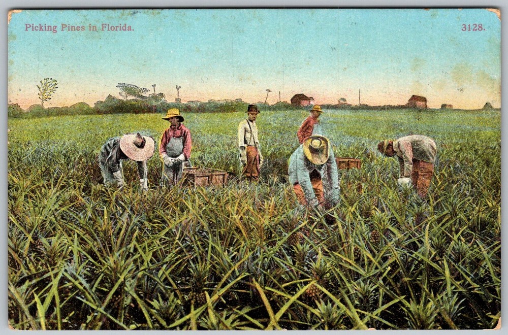 Antique Postcard Pineapple Harvest Workers Florida, US 1910s