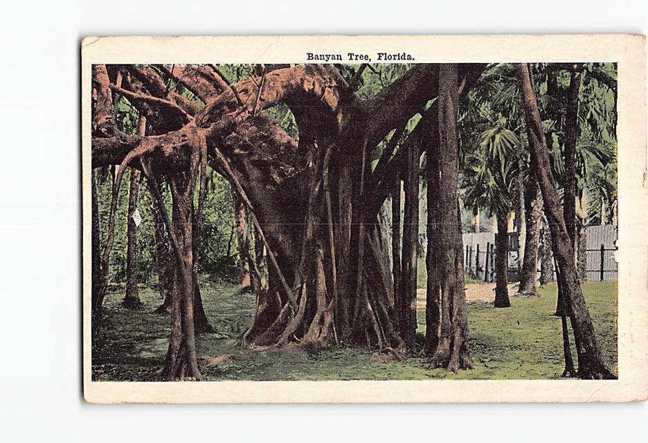 Postcard Banyan Tree Florida USA