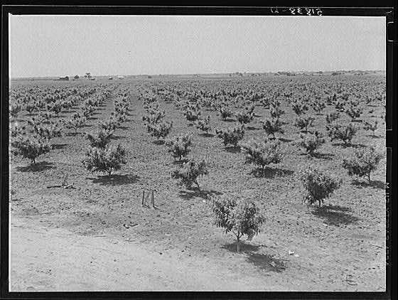 Flint River Farms,GA,Georgia,Farm Security Administration,FSA,May 1939,2