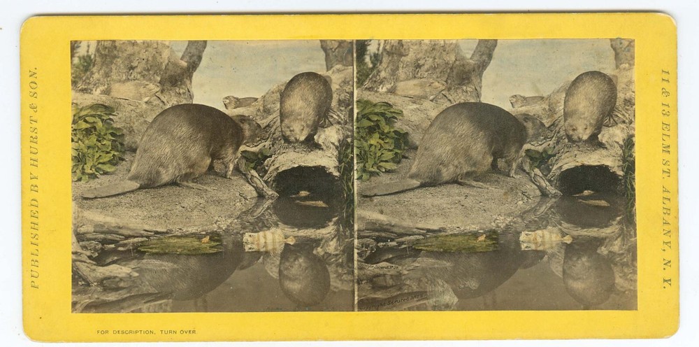G1403~ THE BEAVER – Hand Tinted c.1870 Stereoview – Hurst Museum