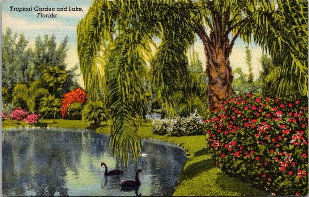 1954 Sarasota Jungle Gardens Florida Tropical Lake Black Swans Curteich Postcard