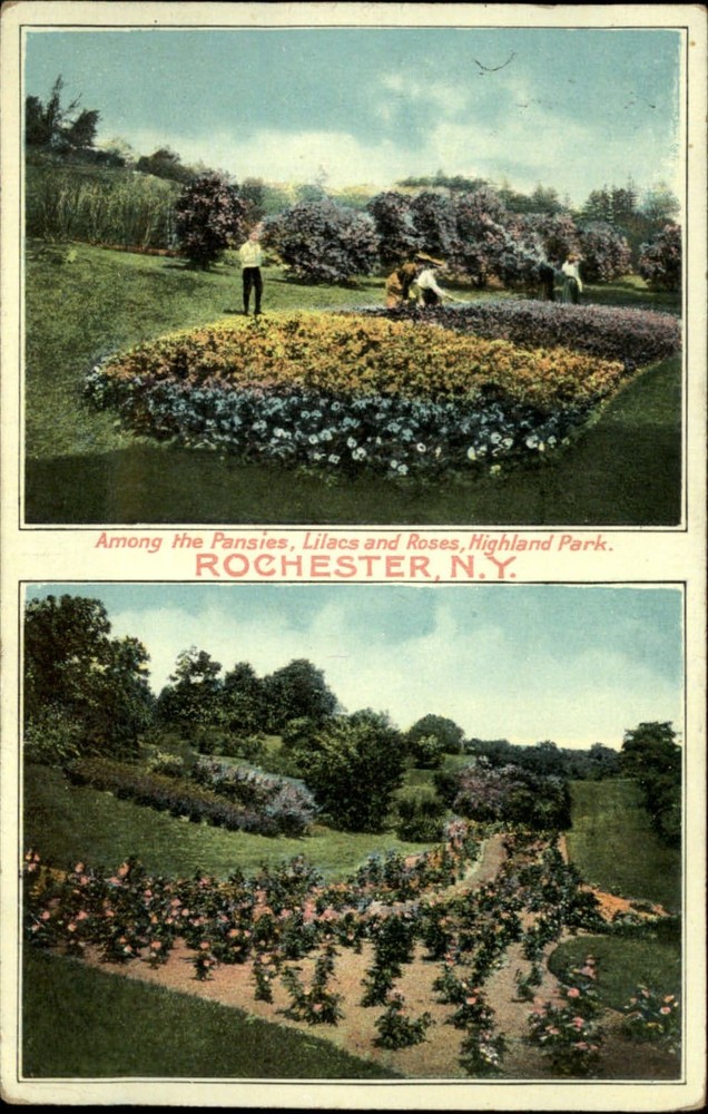 Highland Park Rochester New York ~ pansy lilac rose flowers ~ 1910 postcard