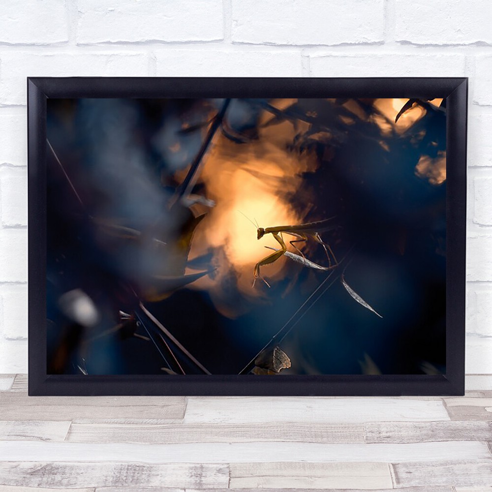 Wormhole Distorision Mantis Bokeh Garden Wall Art Print
