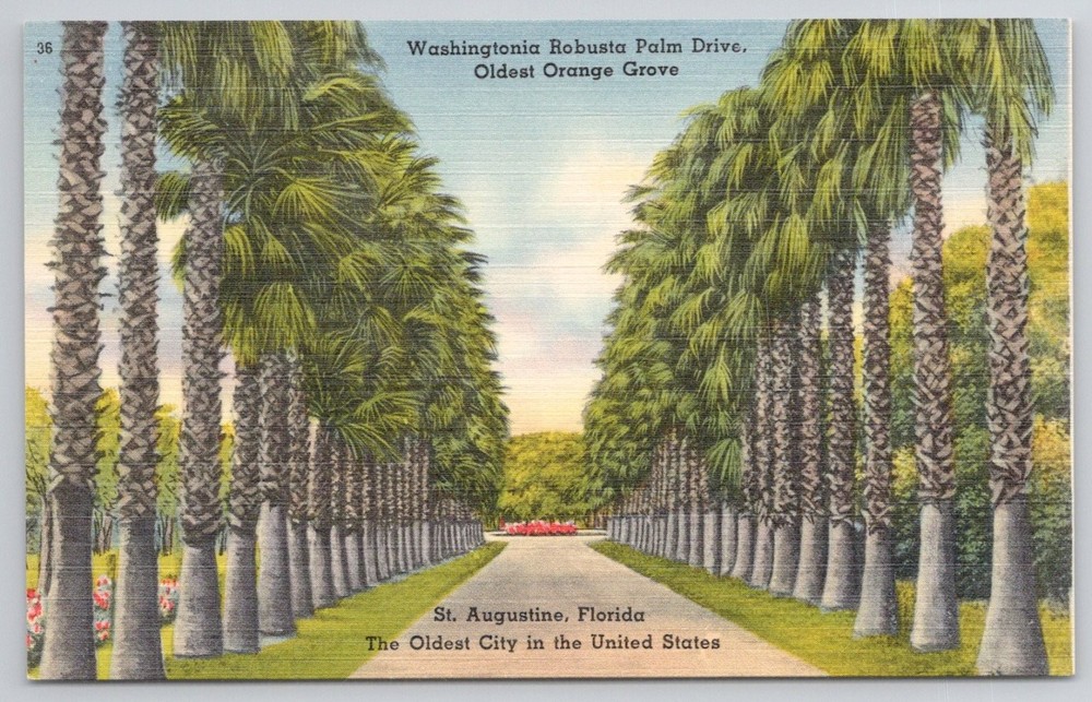 St. Augustine FL Washingtonia Palm Drive Oldest Orange Grove Linen Postcard