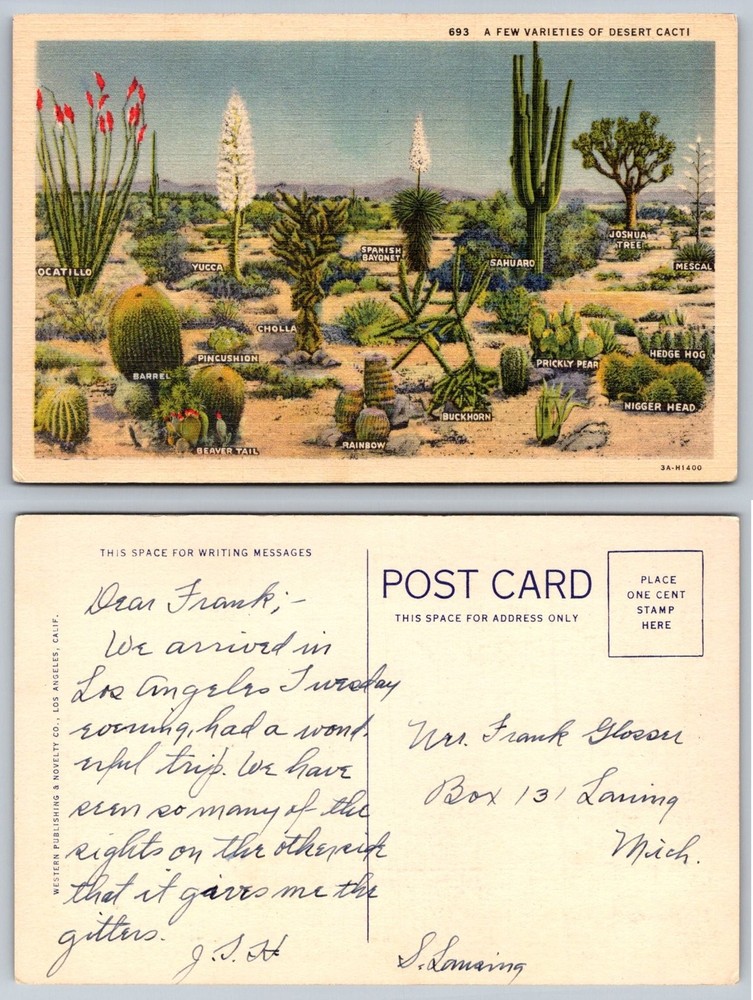 Vintage Linen Postcard A Few Varieties of Desert Cacti Cactus USA