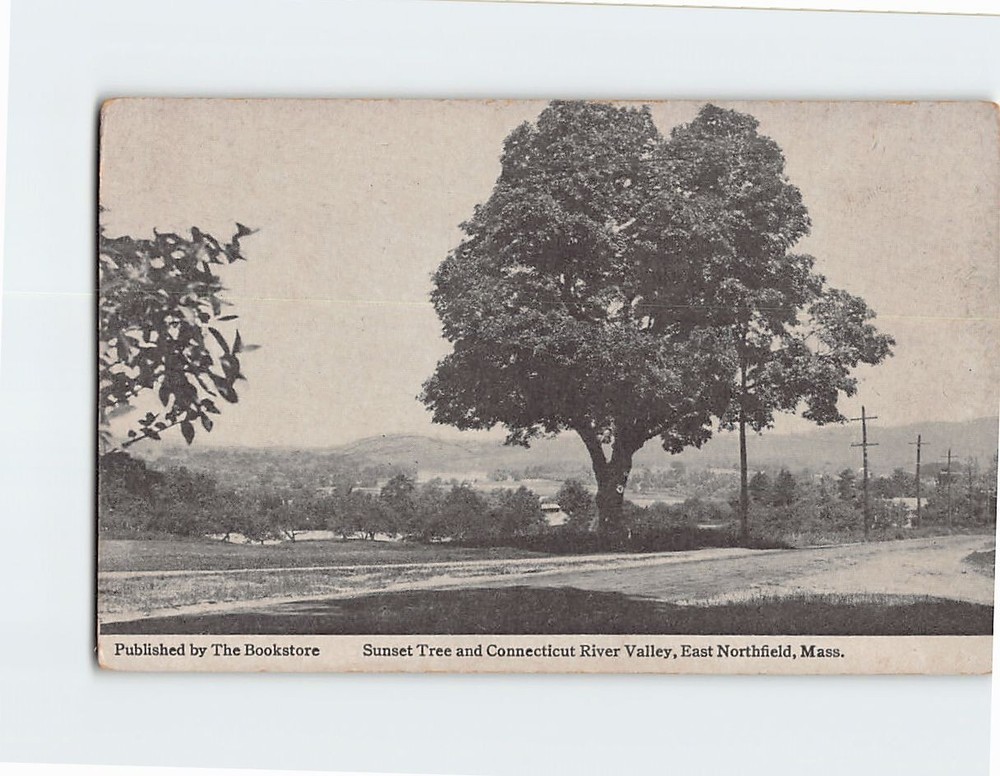 Postcard Sunset Tree & Connecticut River Valley East Northfield Massachusetts