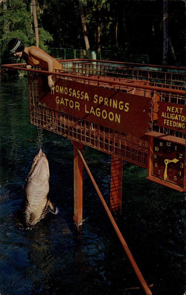 Homosassa Springs Gator Lagoon Florida vintage postcard v630