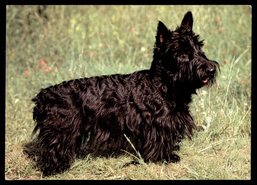 Postcard Black Scottish Terrier in a Grassy Field