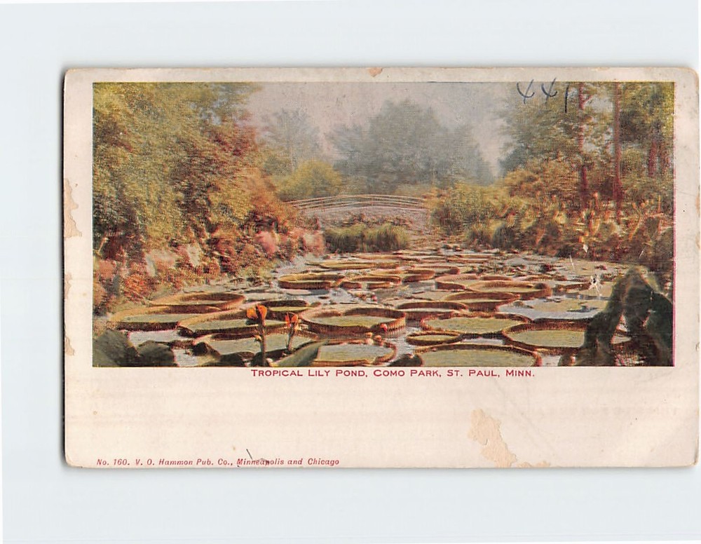 Postcard Tropical Lily Pond Como Park St. Paul Minnesota USA