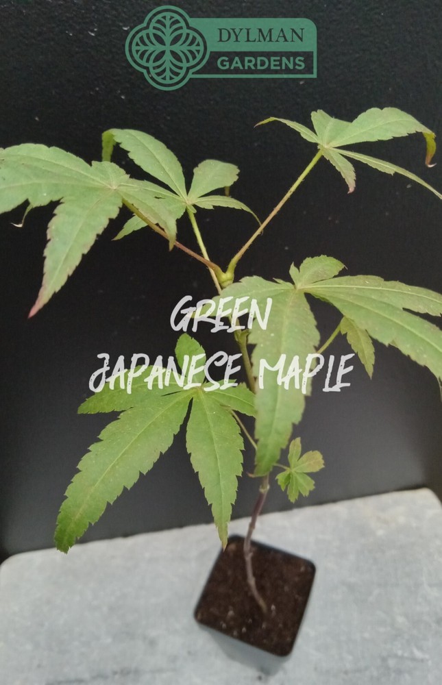 3 Dormant Green Japanese Maple Trees - Acer palmatum - Rootstock 8 to 10 inches-image