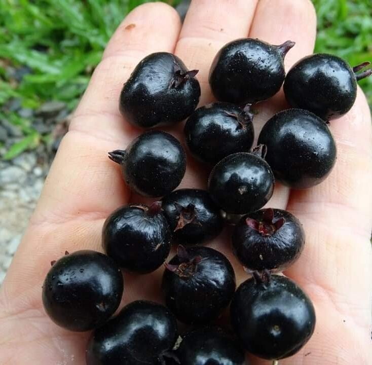 Eugenia Neomyrtifolia - 1 YR OLD