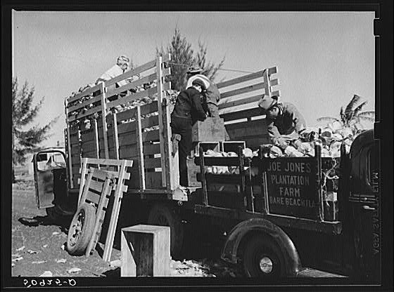 Belle Glade Florida FL 1930s Farm Workers Loading Truck FSA Marion Post Wolcott