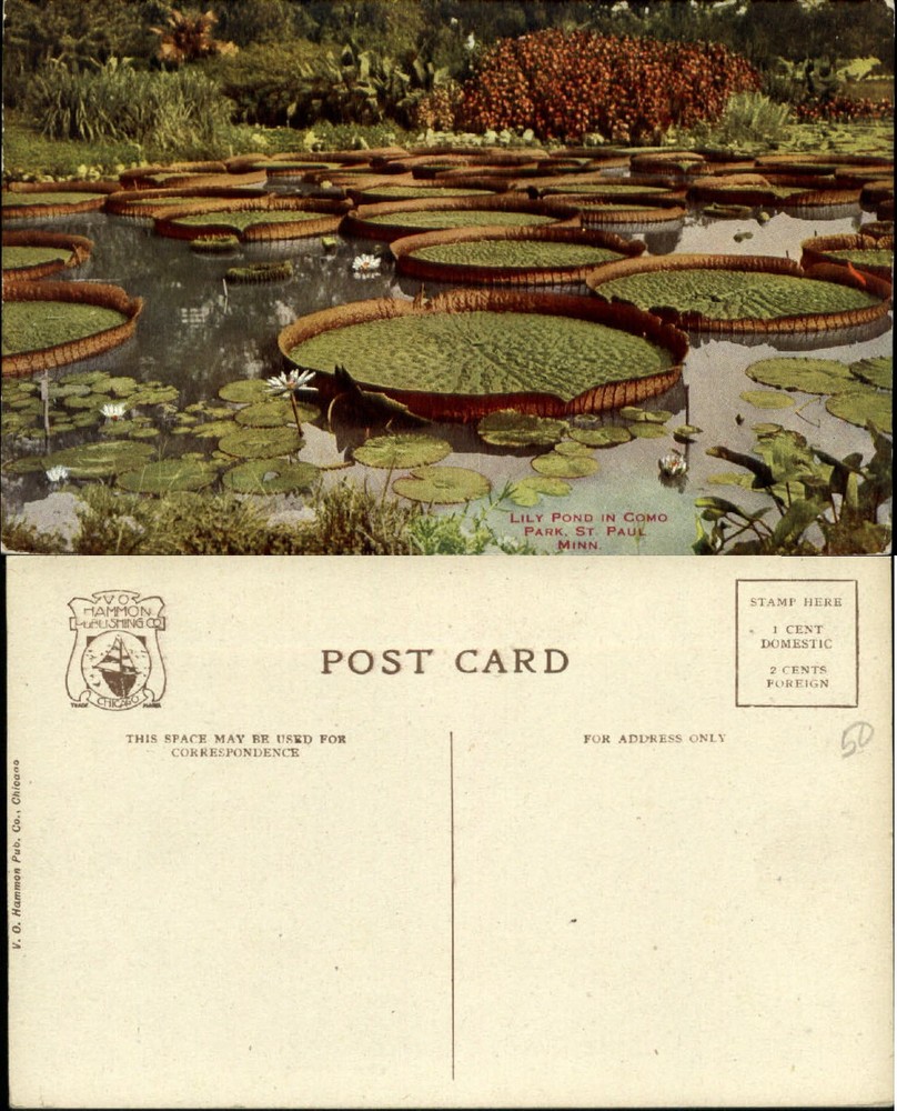 Como Park lily pond St. Paul Minnesota MN c1910