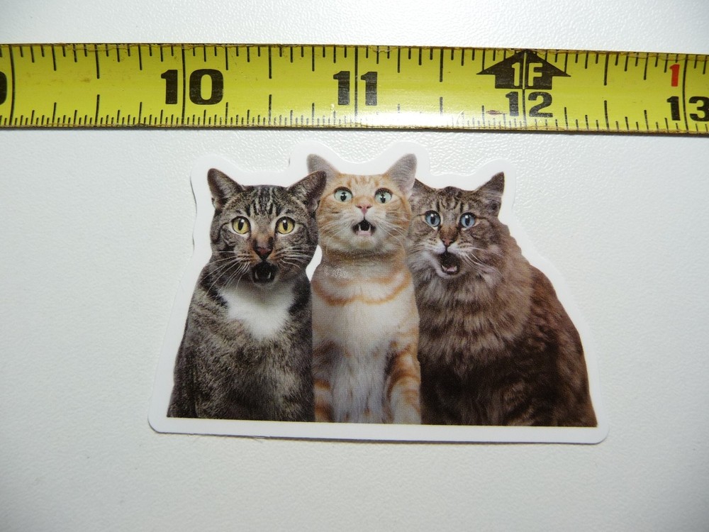 3 Shocked Cats Decal Sticker for Home Pet Lovers Kitten Decor