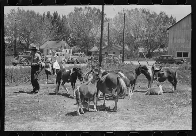 Photo:Vale Oregon 1941 Fourth of July Pony Ride Concession Horses
