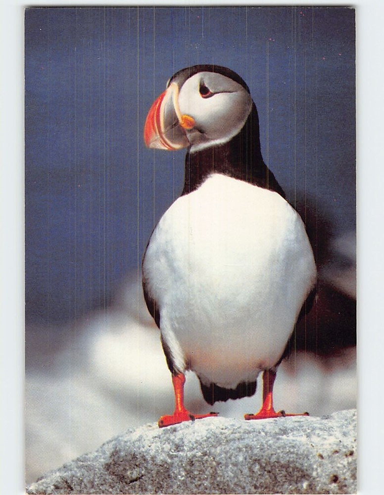 Postcard Common Atlantic Puffin
