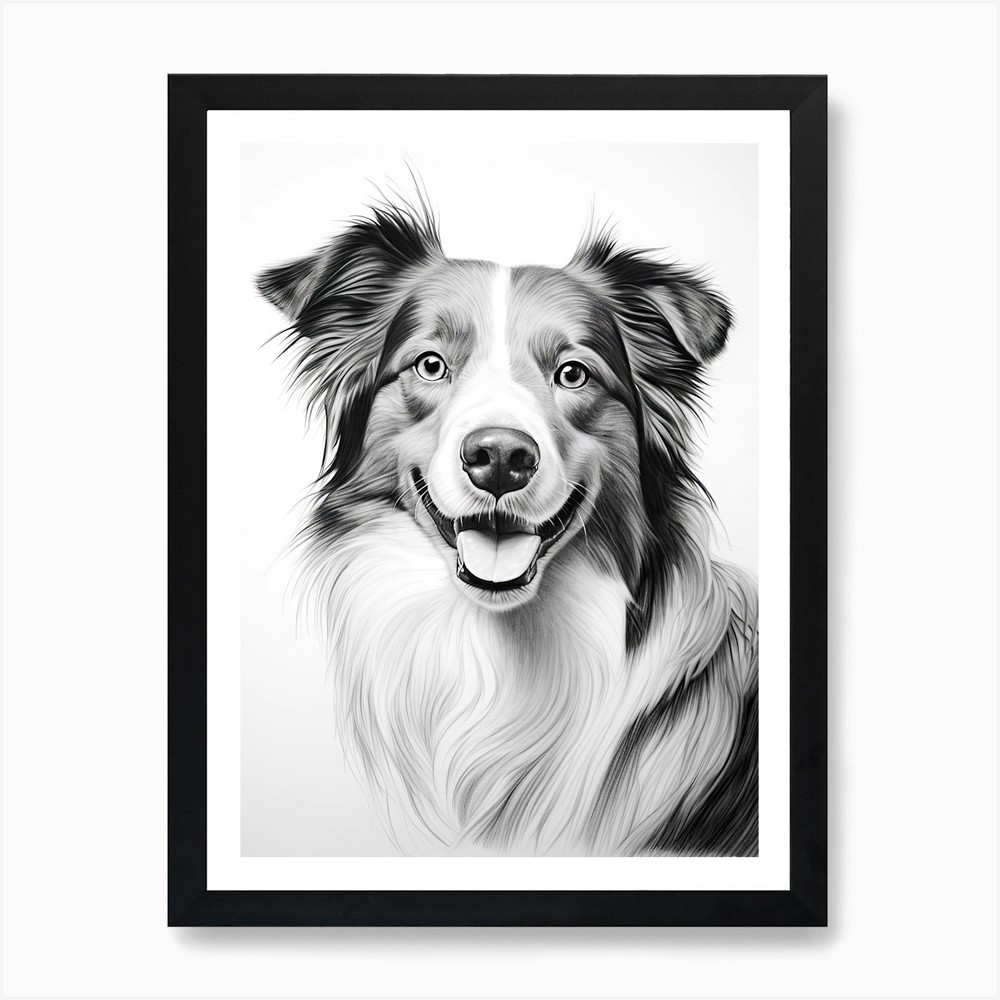 Border Collie Dog, Line Drawing 2 A Framed Wall Art Poster Canvas Print Picture