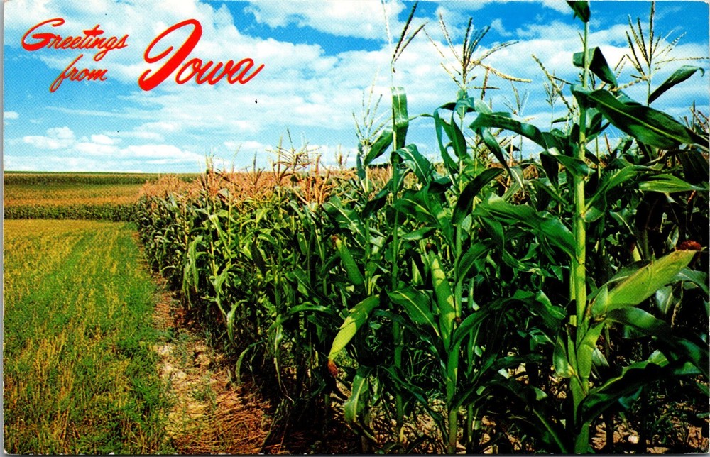 Greetings From Iowa Corn Field Postcard