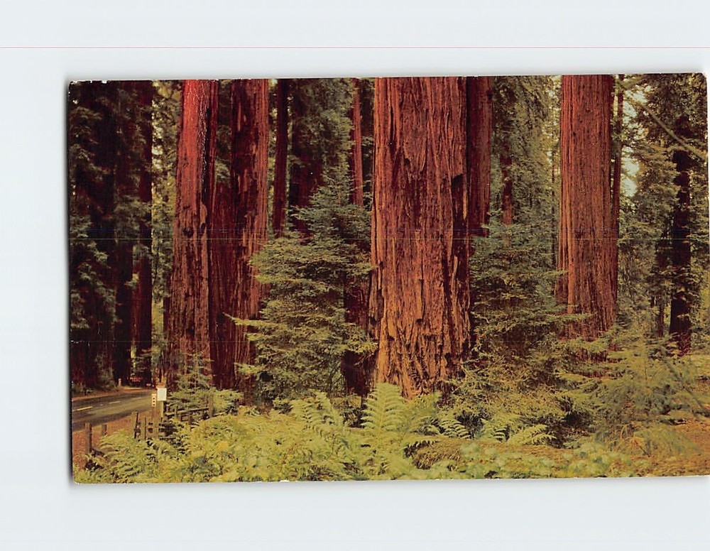 Postcard Giant And Ancient Redwood Trees Redwood Highway US 101 California USA