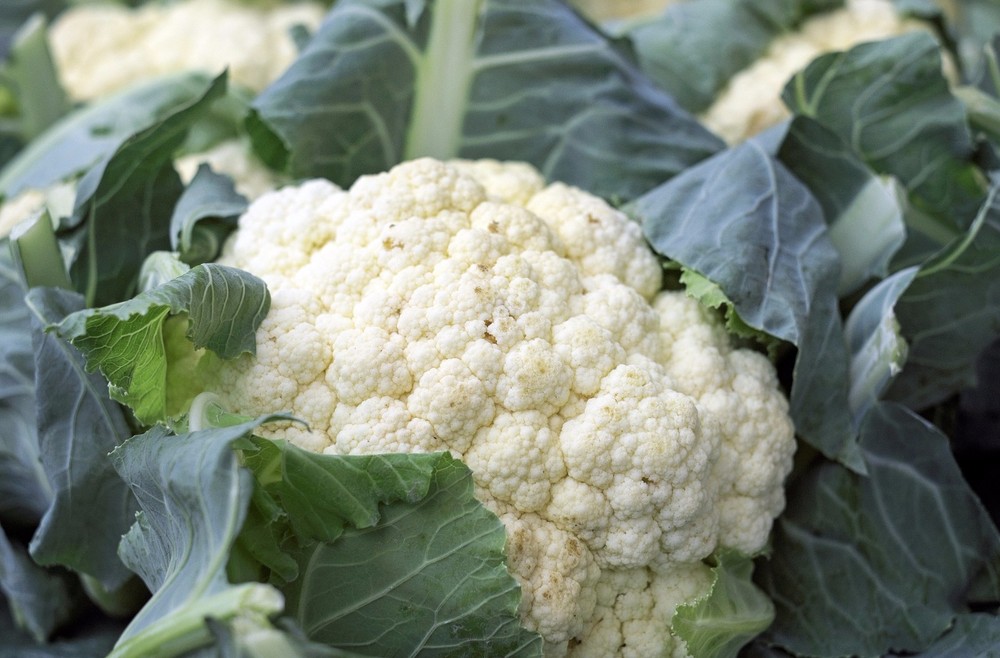 Cauliflower Snowball Y Improved, Cruciferous, Non-GMO, Self Blanching, FREE SHIP