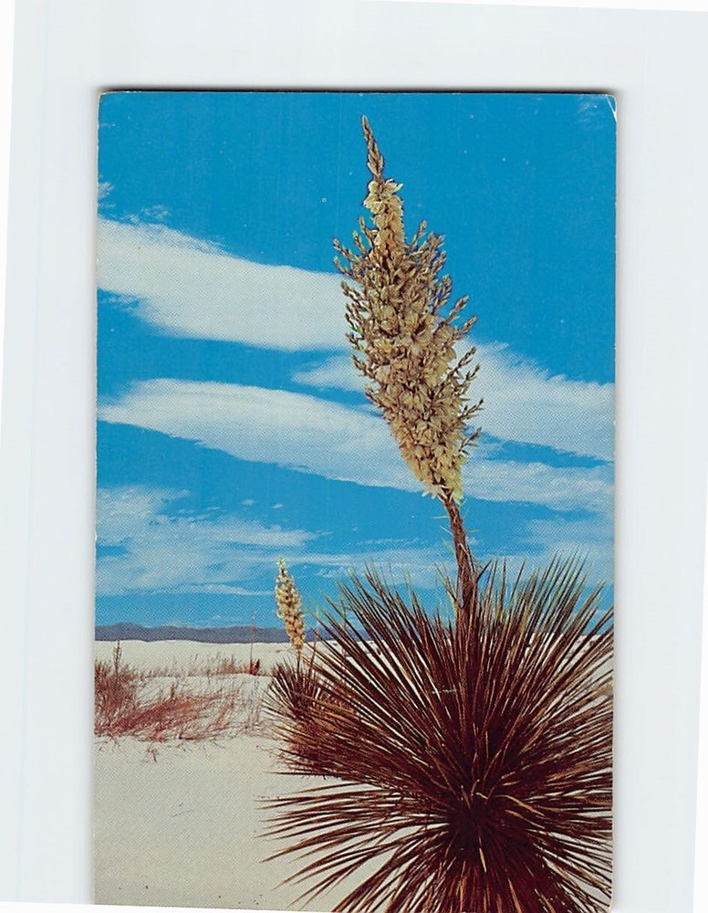 Postcard Yucca in Bloom in the Desert