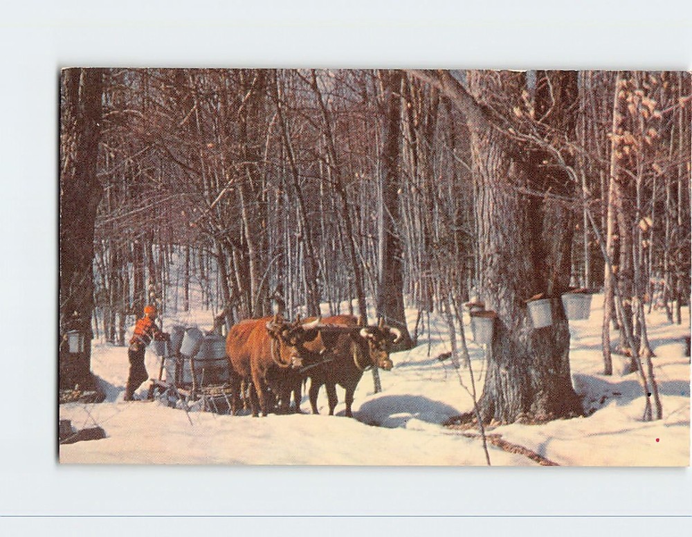 Postcard Maple Sugar Time USA North America