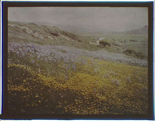 Photo:Flower-covered hill,wild plants,blossoms,Carmel,California,CA,Arnold