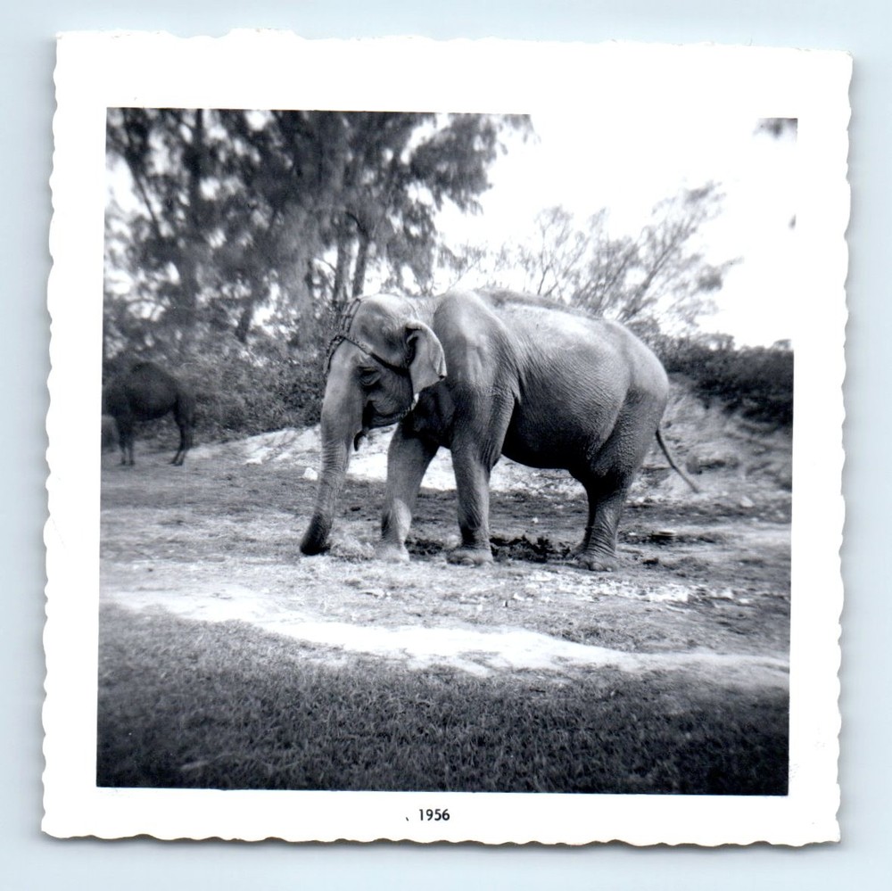 Old Vintage Square Photo ELEPHANT ZOO EXHIBIT 1956 ANTIQUE SNAPSHOT PICTURE