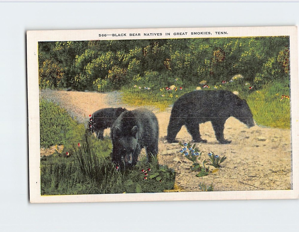 Postcard Black Bear Natives In Great Smokies Tennessee USA