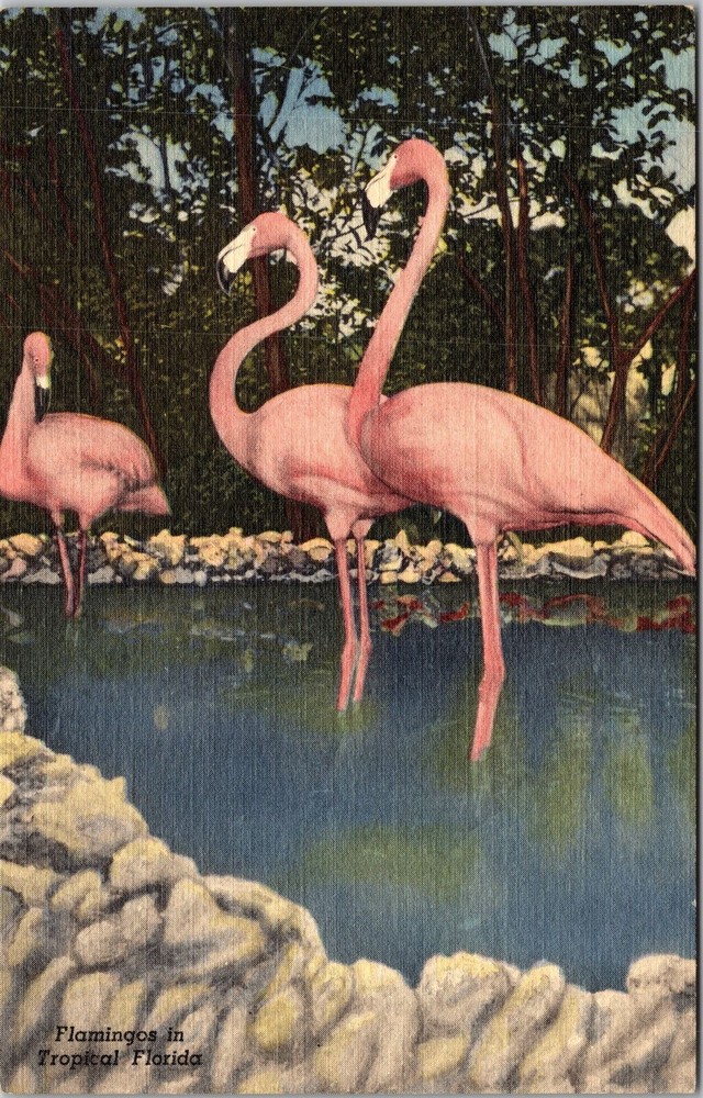 St Petersburg FL-Florida, Tropical Flamingos, Vintage Postcard