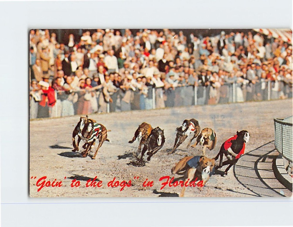 Postcard Greyhound Racing Scene Florida USA