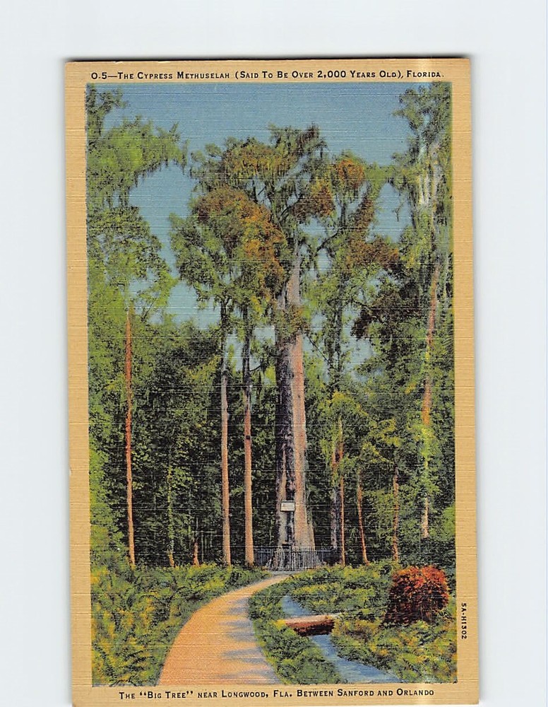 Postcard The Cypress Methuselah 