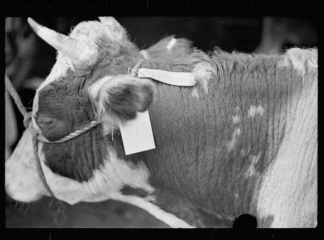 Photo:Albany Vermont 1936 Fair Cow Judging Ribbon Black and White Photo