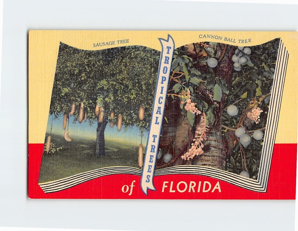 Postcard Sausage Tree & Cannon Ball Tree Tropical Trees of Florida USA