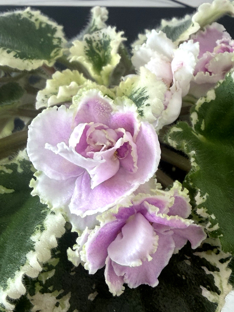 African Violet PLANT ~ Hunter’s Slippery When Wet Starter