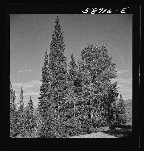 Photo:Aspen Colorado National Forest Trees 1941 Fir Pine Landscape