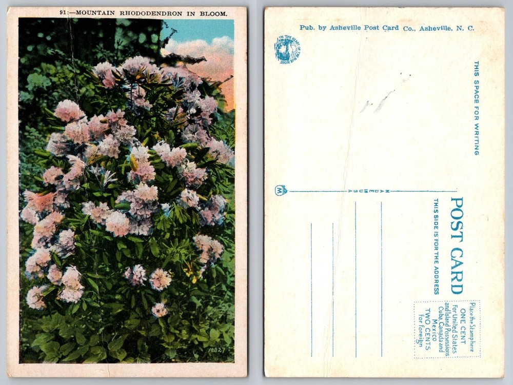 Mountain Rhododendron Bloom Postcard Asheville NC Blue Ridge Flowers