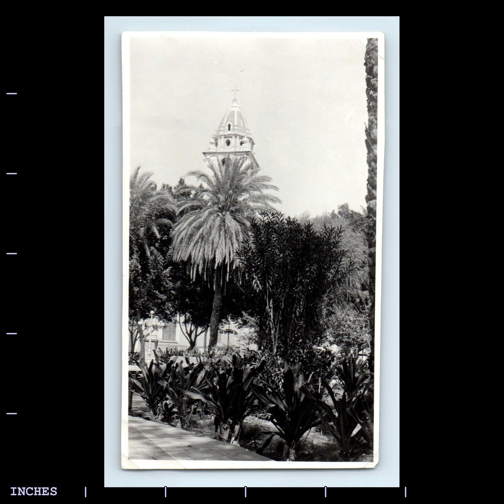 Old Vintage Photo PALM TREE AND CHURCH BUILDING CATHEDRAL