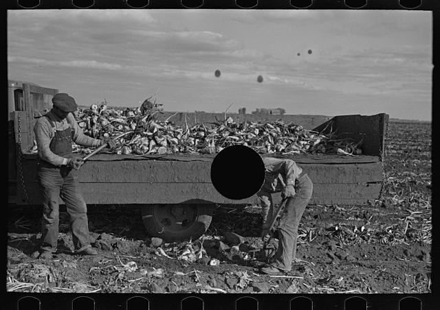 East Grand Forks Minnesota 1930s Sugar Beet Farm Security Workers Harvesting
