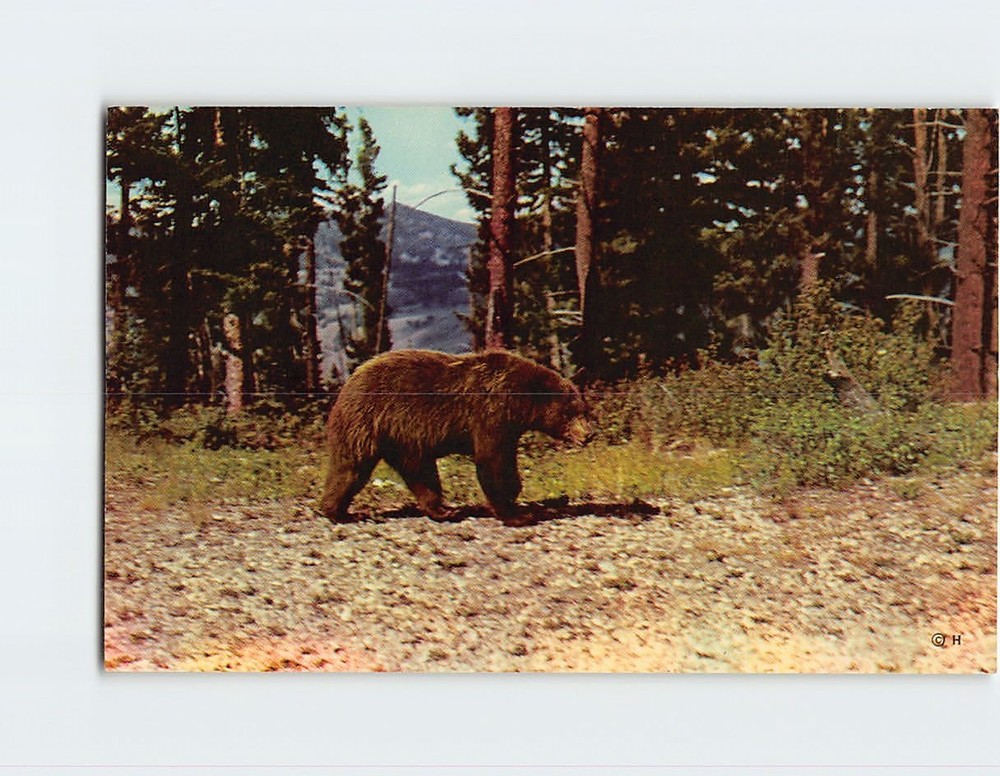 Postcard Brown Bear Yellowstone National Park Wyoming USA
