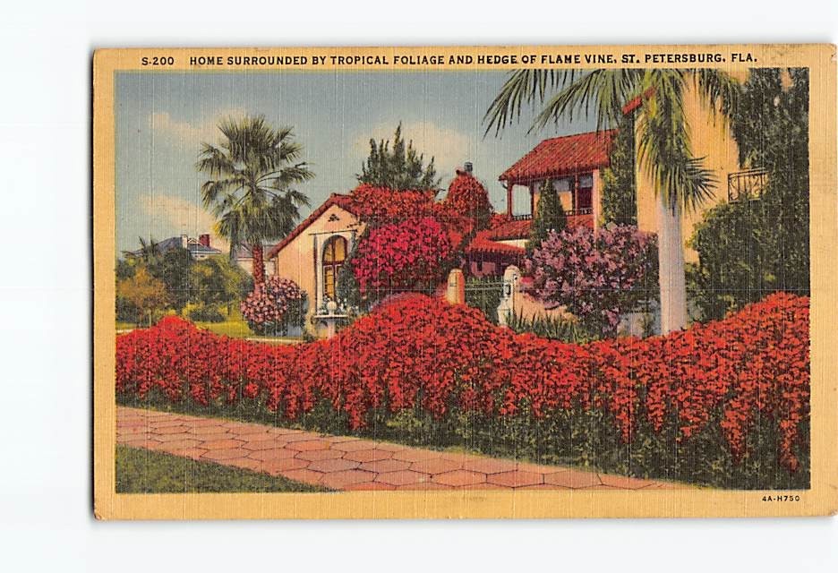 Postcard Home Surrounded By Tropical Foliage And Hedge Of Flame Vine FL USA
