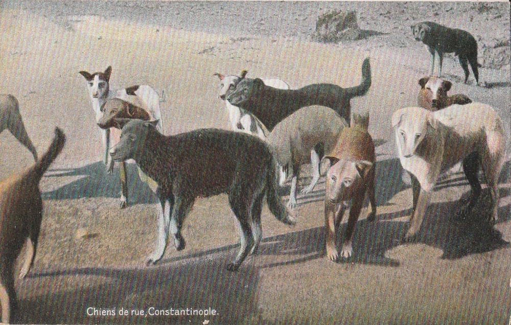 Turkey Ottoman Period Very Rare Istanbul Postcard - Street Dogs