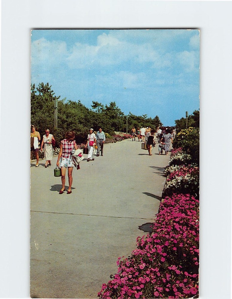 Postcard Flowers along Walks Jones Beach NY