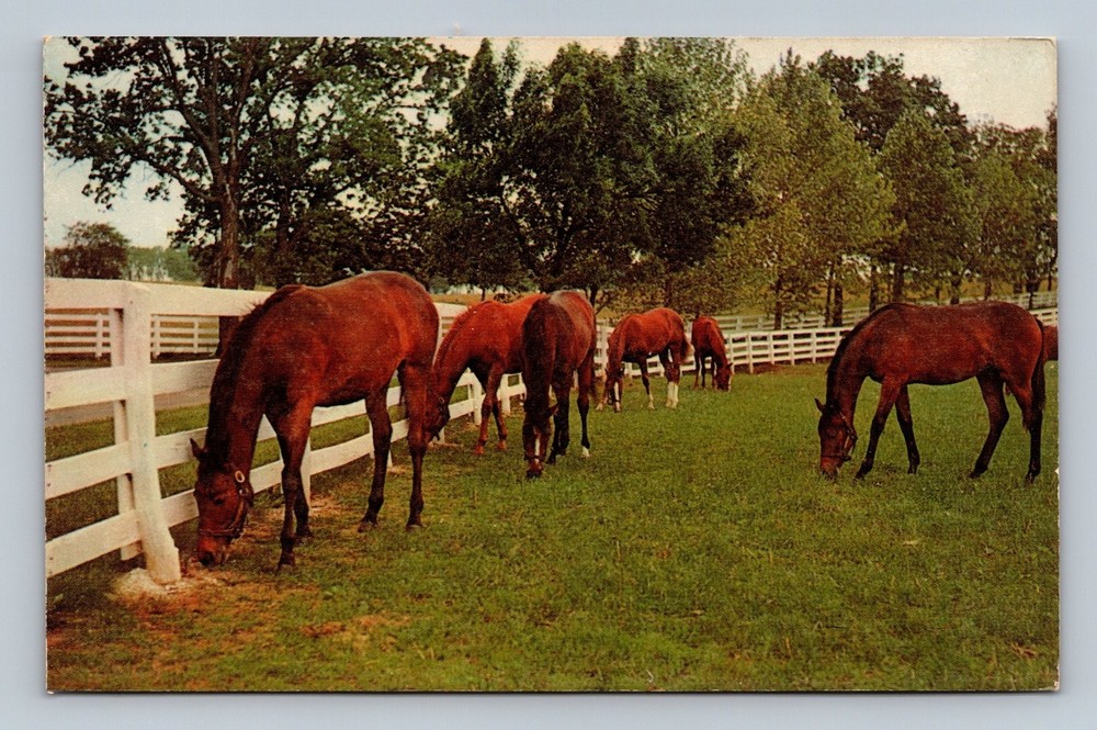 Vintage Dexter Press Horses Grazing in Green Pastures Postcard