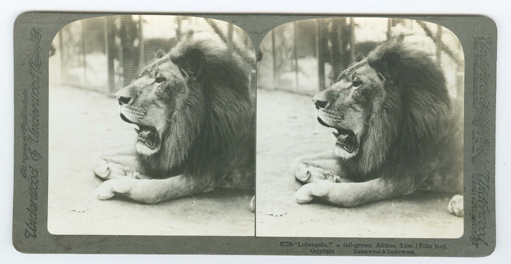 D1306~ AFRICAN LEOPARD c.1920 Stereoview - Underwood