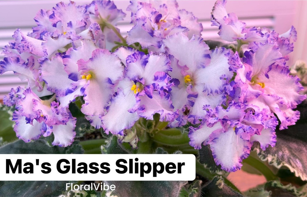 African violet Ma's Glass Slipper 2 leaves