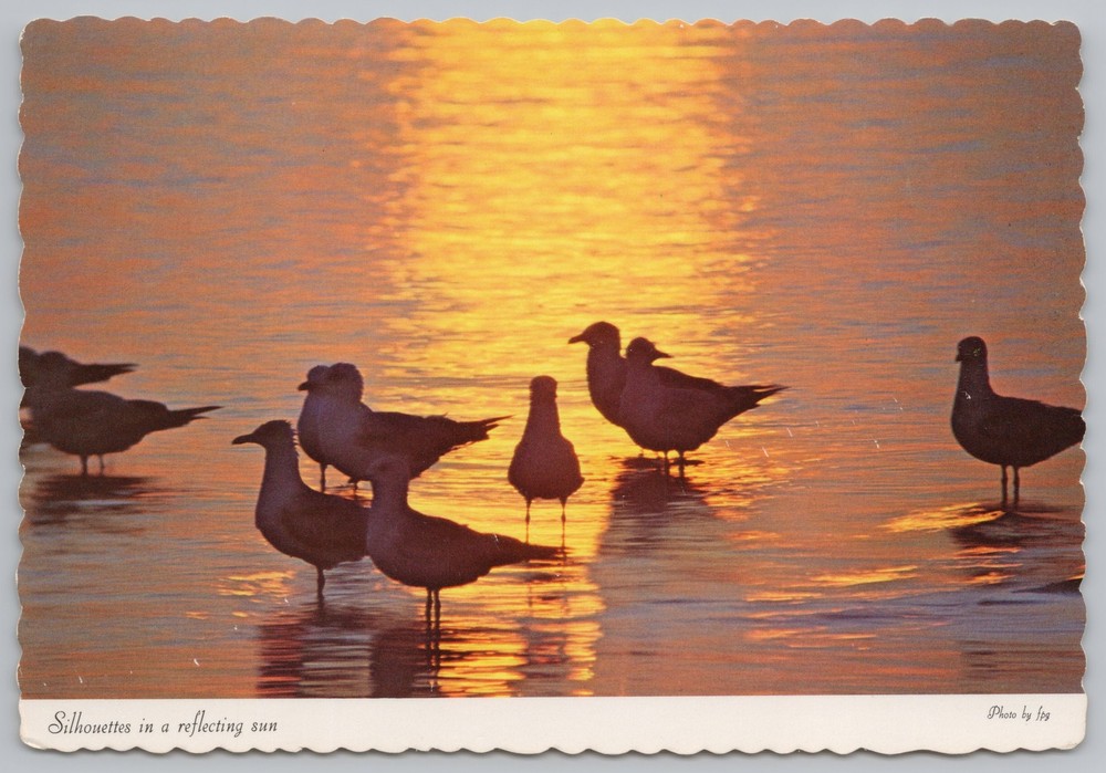 Animal~Seagulls In Water~Silhouettes In Reflecting Sun~Continental Postcard