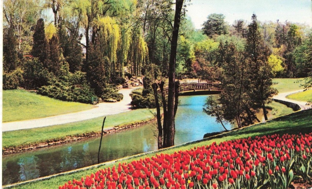 Toronto Ontario Canada, Edwards Gardens Tulips, Vintage Postcard