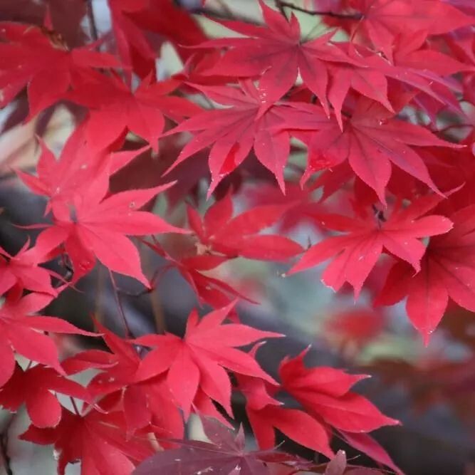 Red Japanese Maple tree，Acer palmatum 'atropurpureum' 伊呂波紅葉 いろはもみじ 日本红枫-image