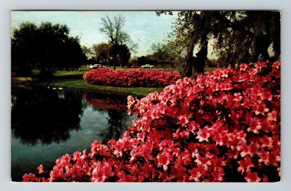 Safety Harbor FL-Florida Azaleas In Bloom Sylvan Abbey Water Vintage Postcard